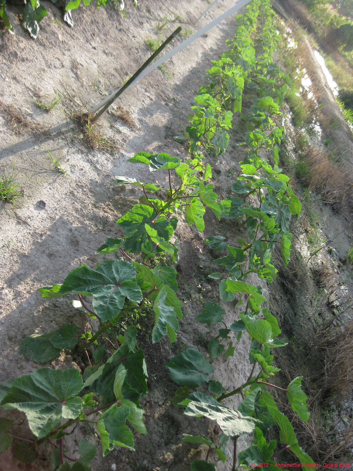 Lady Finger planting 18